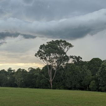 Storm Rolling Above The Trees