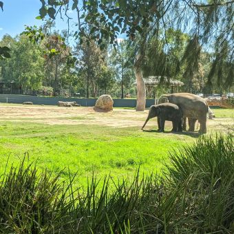 Elephant & Calf, Dubbo Zoo