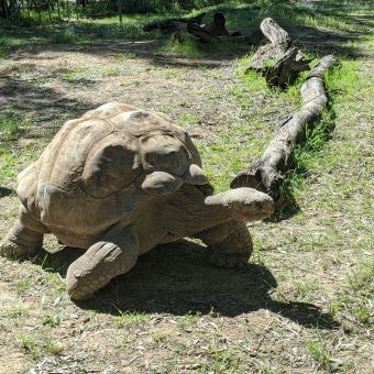 Two Galapagos Tortoises at Dubbo Zoo
