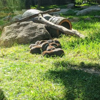Family of Otters at Dubbo Zoo