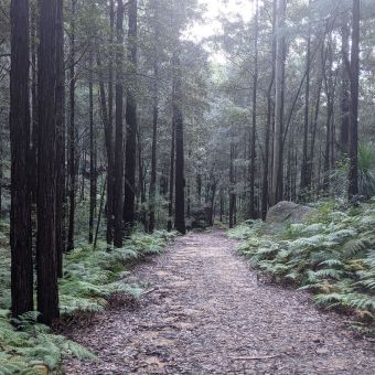 Rosemead Trail, Hornsby