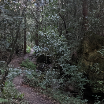 Path Alongside Jimmy Bancks Creek, with thick trees and foliage on every side, including a large boulder on the right which makes the image appear darker on the right, while the lighter path extends into the distance on the left.
