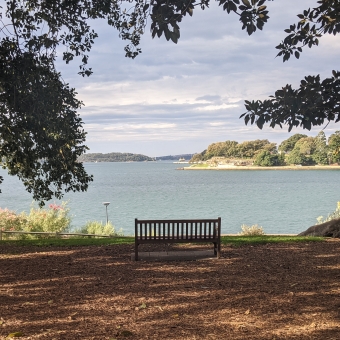 Bench View of Bicentennial Park; a bench on wood chips and a border of tree brances and leaves in the foreground, with Port Jackson extending into the background