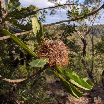 Banksia Over Lookout