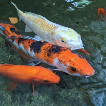 Three Fish At Lisgar Gardens, the top fish is white with golden spots, the middle fish is orange with black spots and a white underbelly, and the bottom fish is golden all over; they are swimming in shallow water coloured with a mix of teal, zomp, and keppel.