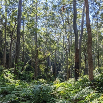 Sunlight Through Gum Trees, with dense ferns at the bottom, and tall, straight, gum trees dotted through to the distance which filter the sunlight and shadows to the ferns below, as well as show filtered, clear, blue sky at the top.