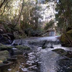 Waitara Creek: sheet of consistent water flowing from middle back, past grafittied wall, small waterfall, and haphazard rocks to foreground, dense green shrubs and trees bordering.