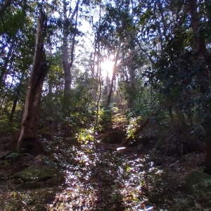 Tree Splitting Sun Rays: tall, thin tree trunks across image with clumps of leaves at top of each, sun parted into two rays either side of main tree in middle;
