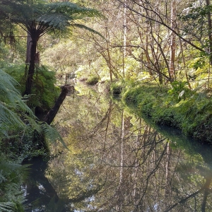 The Glassy River: centre front to middle has river so still it's like a mirror, brilliant green, dense ferns either side followed by dense trees of similar hue, sun streams on trees in distance;
