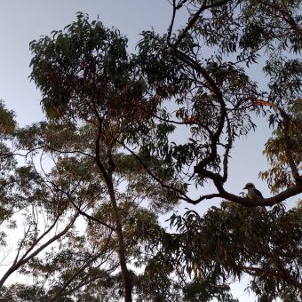 Kookaburra Gum Tree,<br>Duneba Drive,<br>Westleigh