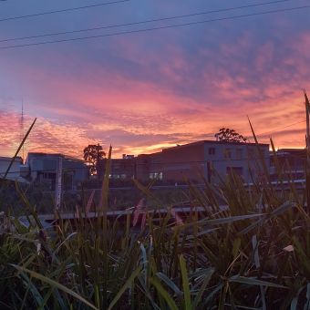 Deep Red Sunset Silhouette, Alexandria Parade, Waitara, with ferns across the bottom, a fence just visible behiond them, then the silouette of angular two-storey buildings behind that, with red and pruple streaky and spotty clouds at the middle and top of the picture