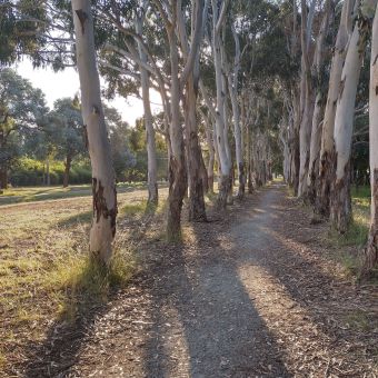 Dickson Park Walking Track, Dickson, with straight path slightly off-centre to the right, with tall, straight trees lining either side like a parted crowd, with afternoon light streaming through from the left