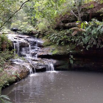 Larool Creek from Dog Pound Creek Track, Westleigh, with a cascading watefall on the left flowing into a grey pool in the bottom right quarter of the picture, with dense ferns growing from the cliff face above the pool, with kaleidoscopically green trees overarching the frame