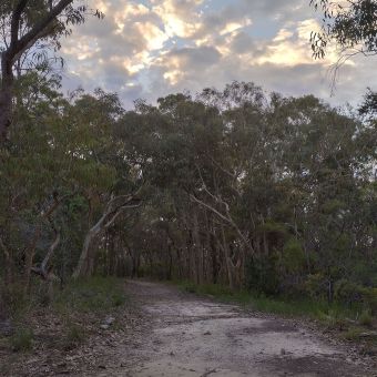 Sunset Above The Path, with a dirt path extending into dense gum tree cover, with chequered white, grey, and slightly golden clouds over the trees