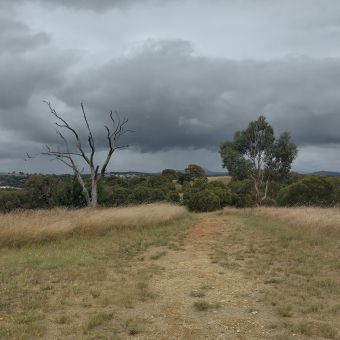 Hill Reserve, Ngunnawal, with yellow-grey gravel and grass following the path over the path bordered by one free either side as it does, with assorted trees and houses dotting the valley towards the horizon, with rolling grey storm clouds dominating the sky
