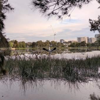A Pelican Statue With Some Real Friends, with a statue of a spread-winged pelican front and centre, with reeds, water, a water-logged dead tree, and living fir trees framing it, with about a dozen  black ducks sitting on the upturned branches of the water-logged dead tree, with the pond and opposite shoreline with trees and tall buildings disappearing off into the distance