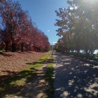 Queen Elizabeth Terrace, Parkes, with autumn trees either side of a straight path down the centre, with a clear blue sky and streaming light from the top, with a paved ground below, with Telstra Tower centred in the distant background