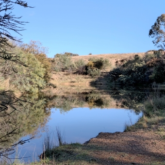 Isolated Pool, Percival Hill Nature Reserve, Nicholls, with a small body of water perfectly still and reflecting the clear blue sky surrounded by low shrubs then taller gum trees on either side, with a low rising hill yonder which blocks the horizon