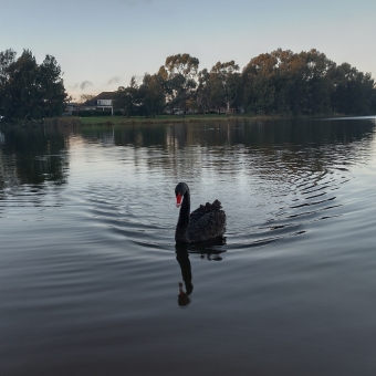 Black Swan, Yerrabi Pond, Gungahlin, with a black swan centre of the frame gliding across water causing ripples in the water to be left in its wake on an otherwise mostly calm surface of water, with silhouettes of trees from the opposing bank reflected in the water, with the clear sky turning from baby blue at the top to papaya whip orange behind the silhouetted trees