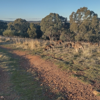 Feasting Kangaroos, Percival Hill Nature Reserve, Nicholls, with a walking track from bottom right to middle left of the photo, with the ridge of the hill lined with trees cutting through the middle of the photo and clear blue sky above the trees, with about twenty eastern grey kangaroos dotted through the grass between the path and the ridge and all facing towards the left and are in varied stages of eating said grass whether bent down or standing up and chewing
