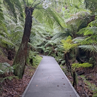 Australian National Botanical Gardens, Canberra, with a mesh path  from the front and centre which disappears around the corner in the middle of the picture, with moist green fronned ferns surrounding the path on all sides encasing the path with enough space for light to seep through and a leaf litter with moss-laden creek to trickle past