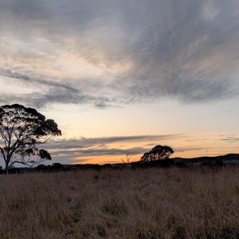 Sunset from Gungaderra Grasslands Nature Reserve, with a deep orange sunset on the horizon in the middle of the picture extending into pale blue then grey blue and partially obscured by streaked clouds, with one large silhouetted tree just to the left of centre and other smaller silhouetted trees dotting the horizon, with grasses barely discrenible leading up to the hill in the midground