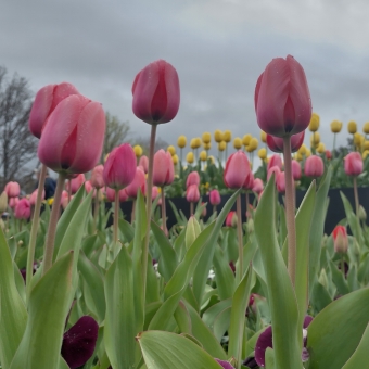 Many Layered Tulips, Floriade, with pink tulips standing tall in the immediate foreground going three layers back looking as though they are tall trees, with yellow tulips in the immediate backgrounds, with the far background of leafless trees and grey and rolling clouds
