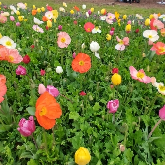 A Field of Flowers, Floriade, with a large garden bed full of closed and open tulips of many different colours scattered between each other, with green leaves and stalks filling the photo only broken by tulips of orange and magenta and white and purple and red and baby pink, with the orange flower at the centre facing the front as though making eye contact