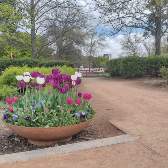 Is this all Floriade is?, with a low and wide pot with purple and pink and white tulips, with every other green shrub and green tree bordering the image and the path extending into the background
