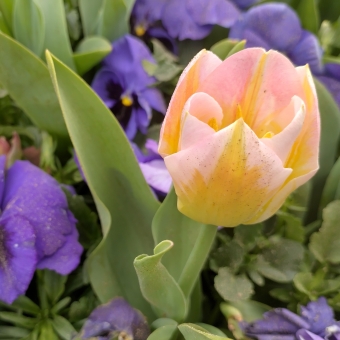 An Oddly-Coloured Tulip, with a close-up look at a mandarin-and-peach-coloured tulip amongst the lower purple flowers and green undergrowth