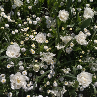 Floral Carpet, with a top-down view on a flower-bed, with white tulips and white daisies looking directly up, with these flowers scattered seemingly randomly throughout their green leaves which gives off the idea of a carpet because there appears to be no space between a white flower or a green leaf