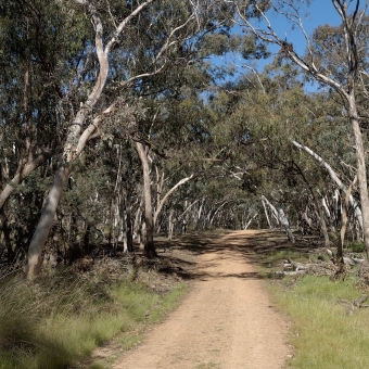 The Track Through The Old Gum Trees, with an orange dirt path cutting through the centre of the picture, with green knee-high grasses immediately on either side of the path which seem to turn into gum trees further down the path which become so overwhelming they block out the horizon from view and so much so they have nowhere else to grow but over the path in a thick canopy and so even the bluest sky seen immediately above is blocked out by the canopy of trees