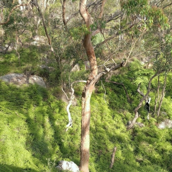 A Multitude of Ferns, Northview Trail, Mount Colah, with the lower half of the picture covered in the greenest carpet of ferns, with the occasional jagged gum trees appearing from the ferns and moreso as the foreground becomes the background until you can't see any further because of the gum trees.