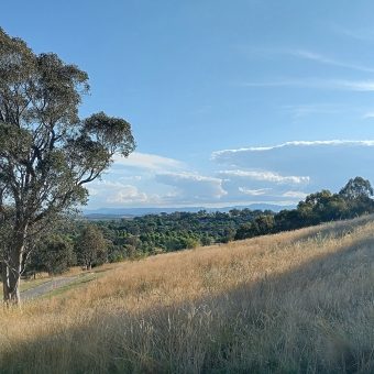 Yunggaballi Park, Moncrieff, with a low hill rolling from right to left covered in yellowing grass, with a single gum tree standing tall on the left, with a brilliant blue sky streaked with blue clouds