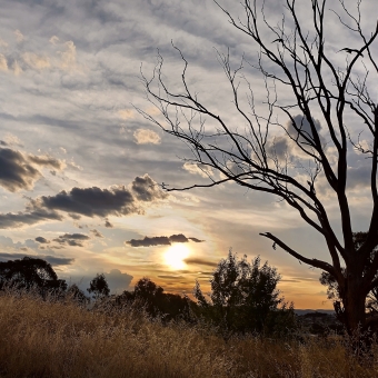 Hill Reserve, Ngunnawal, with a yellowing sunset silhouetting all in front of it, with a leafless tree with a couple of birds flying through it to the right, with gilded fluffy clouds to the left, thick streaked clouds above, and long yellowing grass below
