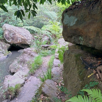 Water Dragon in Zig Zag Creek, Thornleigh, with dirty water trickling through rocks and green leaves on shrubs on the left, with a small water dragon sitting on a rock ledge on the right of the picture