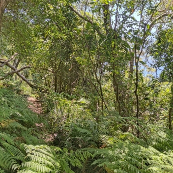 Ferned Path, Royal National Park, with a trodden path extending to the left, with the ocean barely visible through the trees on the right, with the majority of the picture covered in green leaves and ferns