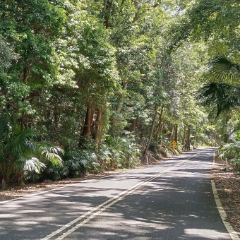 Sir Bertram Stevens Drive, Royal National Park, with a paved car road going through the middle of the picture and disappearing around a corner, with rich green ferns thickly either side of the road, and rich green trees standing tall either side above the ferns