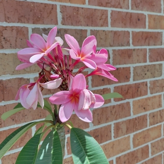 Pink Frangipani, Chain Valley Bay, with a cluster of about ten frangipani flowers on a stalk with green leaves underneath, with a backdrop of brown bricks with white mortar which is slightly out of focus