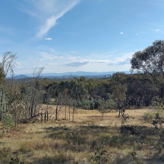 View Near Stan's Rock, Mulligan's Flat Nature Reserve, with yellowing grass as well as sparse and thin trees rolling down a slope to a dense patch of greener trees, with the horizon covered by a seeming wall of blue-ish mountains, with the sky a brilliant blue smattered with clouds the closer it gets to the horizon