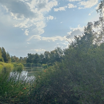The Quiet Place, Patrick White Pond, Franklin, with green spindly shrubs below which slightly mask a flat body of water which is also surrounded by these same shrubs on it's far banks, with a flat grey sky on the left which opens up to blue on the right, with a gum tree on the right blocking the direct sun up to the top of the picture