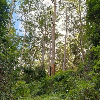 Dog Pound Creek, Westleigh, with thick emerald green leaves surrounding the image on the left and bottom and right, with tall and straight blue gum trees scattered off into the diatnce in the centre, with blue sky and light grey clouds visible behind the yellow-green leaves of the blue gum canopy