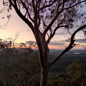 Sunset Over Distant Belconnen, Galambary, with a silhouetted gum tree in the foreground starting as a single trunk at the bottom which starts leaning towards the left as it forks thick branches to the right, with other gum trees down the hill behind it also silhouetted by the sky behind, with Belconnen and Lake Ginninderra seeming to be about half way to the horizon and seeming to be surrounded by bushland, with the sky glowing with sunset colours which start apricot and orange coloured on the left where the sun has just set towards yellow and lavender then blue on the right, with some mauve-grey clouds streaked near the horizon and behind the leaves of the foreground gum tree