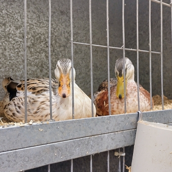 Ducks On Show, with two ducks centre frame, with the left duck having beige feathers and black-gilded plumage and an apricot-coloured bill, with the right duck having orange feathers with brown-gilded plumage and a yellow bill, with their silver metal cage solid on three sides and thin bars spaced far enough apart for good visibility but not escape, with pale yellow hay for the ducks to sit on