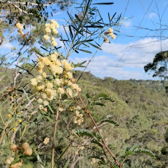 Wattle Over The Valley, Grey Gum Trail, Mount Colah, with a stem of furry pastel-yellow wattle in the immediate foreground, with a gum tree to the left and right in the midground which is slightly out of focus, with a valley of green leaves atop gum trees descending into an out-of-focus valley, with a blue sky dotted with grey-white clouds