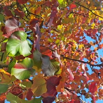 Autumn Leaves, Ngunnawal Primary School, Ngunnawal, with a conglomeration of differently coloured leaves which are generally more green in the foreground and left and generally more red in the background and right, with bare branches from another tree on the far right, with blue sky peeking through gaps between leaves and branches