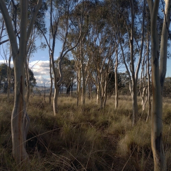Afternoon Woods, Taylor Conservation Area, Taylor, with the thin trunks of many gum trees dotted throughout the picture which are enlightened by the yellowing sun on their left, with the grasses below barely greener because of the same effect, with other taller gum trees and rolling hills barely discrenible in the far background