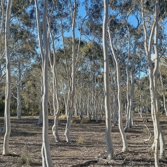Tall Trees, Mulligans Flat Nature Reserve, with many tall and thin and straight gum tree trunks seemingly randomly dotted into the distance, with the ones in the midground and distance having leaves at the top visible in frame, with clearest blue sky visible through these leaves, with the ground litteres with browning leaves and without any visible roots showing so it appears flat other than the trunks of the trees going straight out of it