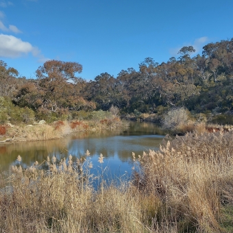 Blue Tile Picnic Area, Molonglo Gorge Nature Reserve, Kowen, with a slightly rippling river from the left foreground to the centre and off into the distance which reflects the wheat-coloured grass on its banks and the blue sky above, with the grass turning into green shrubs and taller gum trees as both banks extend into hills especially moreso on the right of the image