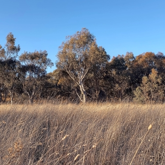 Yunggaballi Park Nature Reserve, Moncrieff, with the picture divided into thirds, with the clearest blue sky above, with wheat-coloured grass below, with gum trees so numerous they cover the horizon in the centre